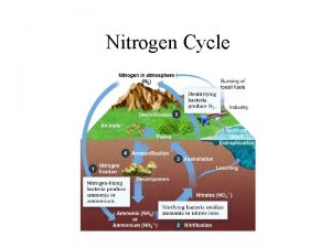 Nitrogen Cycle What is Nitrogen v Nitrogen makes