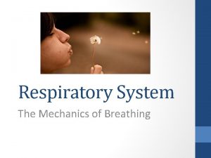 Respiratory System The Mechanics of Breathing Breathing also