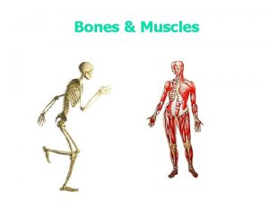 Bones Muscles How many bones does the human