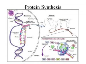 Protein Synthesis Protein Synthesis Cytoplasm Instructions DNA RNA