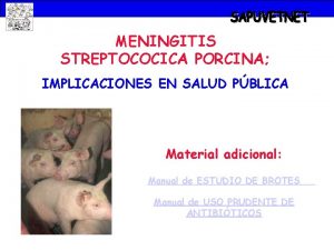 MENINGITIS STREPTOCOCICA PORCINA IMPLICACIONES EN SALUD PBLICA Material