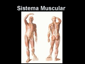 Sistema Muscular I Introduo 1 Generalidades 1 1