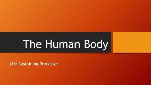 The Human Body Life Sustaining Processes Lets Take
