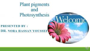 Plant pigments and Photosynthesis PRESENTED BY DR NORA