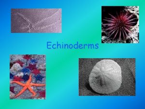 Echinoderms Diversity Echinodermata means spiny skin Echinoderms usually