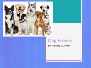 Dog Breeds By Amanda Jordan Australian Cattle Dog