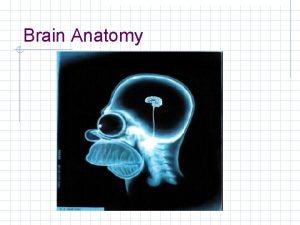 Brain Anatomy Brain Anatomy 1 Cerebral Hemispheres Surface