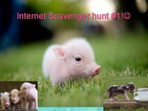 Internet Scavenger hunt 1 On average pigs live