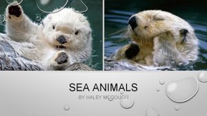 SEA ANIMALS BY HALEY MCGOUGH SEA OTTERS SEA