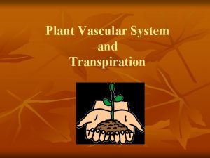Plant Vascular System and Transpiration Plant Vascular System