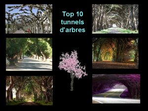 Top 10 tunnels darbres N 10 Cherry Blossom