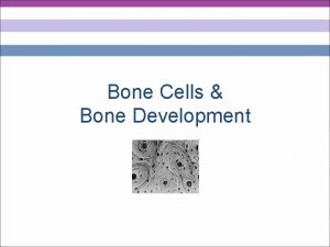 Bone Cells Bone Development Cells of Bone Tissue
