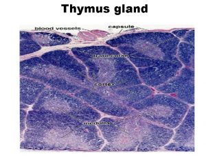 Thymus gland Thymus gland In the medulla epithelioreticular