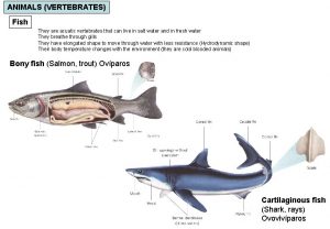 ANIMALS VERTEBRATES Fish They are acuatic vertebrates that