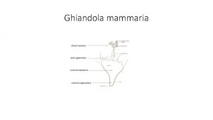 Ghiandola mammaria La mammella ha una straordinaria importanza