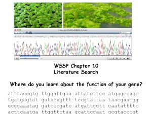 WSSP Chapter 10 Literature Search Where do you