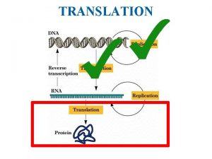 TRANSLATION DNA Transcription RNA Nucleus Cytoplasm Translation Protein