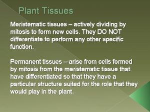 Plant Tissues Meristematic tissues actively dividing by mitosis