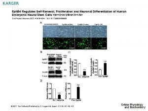 Eph B 4 Regulates SelfRenewal Proliferation and Neuronal