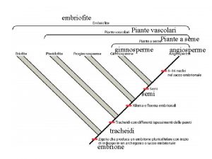 embriofite Piante vascolari Piante a seme gimnosperme semi