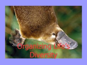 Organizing Lifes Diversity Why Classify n Classificationgrouping of