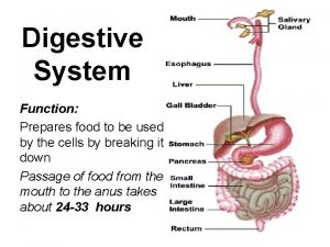 Digestive System Function Prepares food to be used