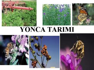 YONCA TARIMI 1 2 3 4 Et ve