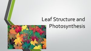 Leaf Structure and Photosynthesis Purpose of a Leaf