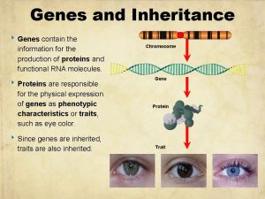 Genes and Inheritance Genes contain the information for