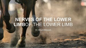 NERVES OF THE LOWER LIMB Dr Amal Albtoosh