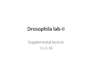 Drosophila labII Supplemental lecture 11 3 16 Chapter