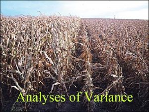 Analyses of Variance Assumptions behind the ANOVA v