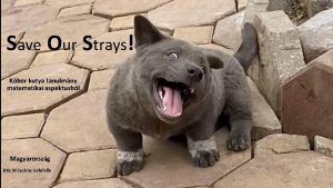 Save Our Strays Kbor kutya tanulmny matematikai aspektusbl