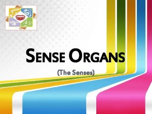 SENSE ORGANS The Senses SENSE ORGAN A bodily