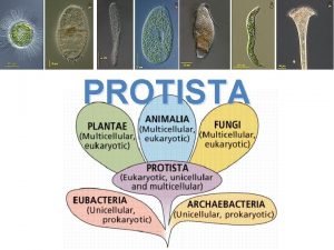 PROTISTA In General Mostly aquatic life Usually unicellular