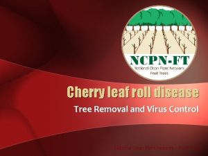 Cherry leaf roll disease Tree Removal and Virus