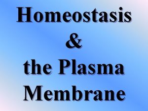 Homeostasis the Plasma Membrane Structure of the Plasma