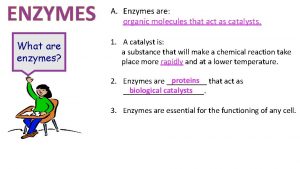 ENZYMES What are enzymes A Enzymes are organic