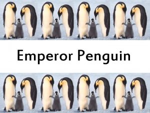 Emperor Penguin Facts About Emperor Penguin q Habitat