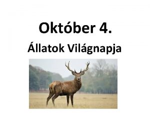 Oktber 4 llatok Vilgnapja Az llatok Vilgnapjt 1931