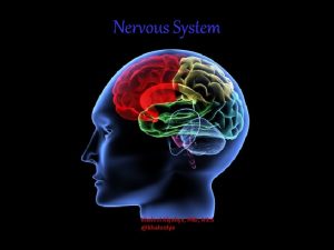 Nervous System Khaleel Alyahya Ph D MEd khaleelya