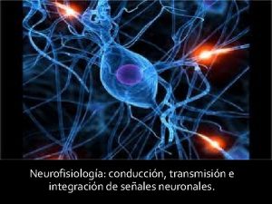 Neurofisiologa conduccin transmisin e integracin de seales neuronales