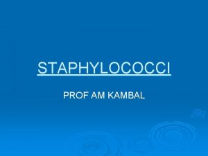 STAPHYLOCOCCI PROF AM KAMBAL Staphylococci Definition Gram ve