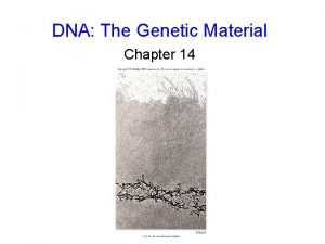 DNA The Genetic Material Chapter 14 Frederick Griffith