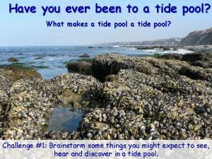 Have you ever been to a tide pool