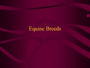 Equine Breeds Light Horses At least 14 2