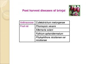 Post harvest diseases of brinjal Anthracnose Colletotrichum melongenae