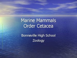 Marine Mammals Order Cetacea Bonneville High School Zoology