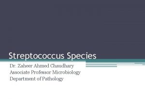 Streptococcus Species Dr Zaheer Ahmed Chaudhary Associate Professor