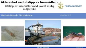 Aktsomhet ved utslipp av lusemidler Utslipp av lusemidler